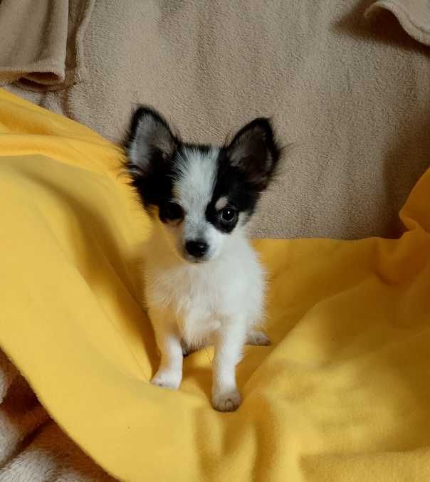 Chihuahua XS chłopiec długowłosy