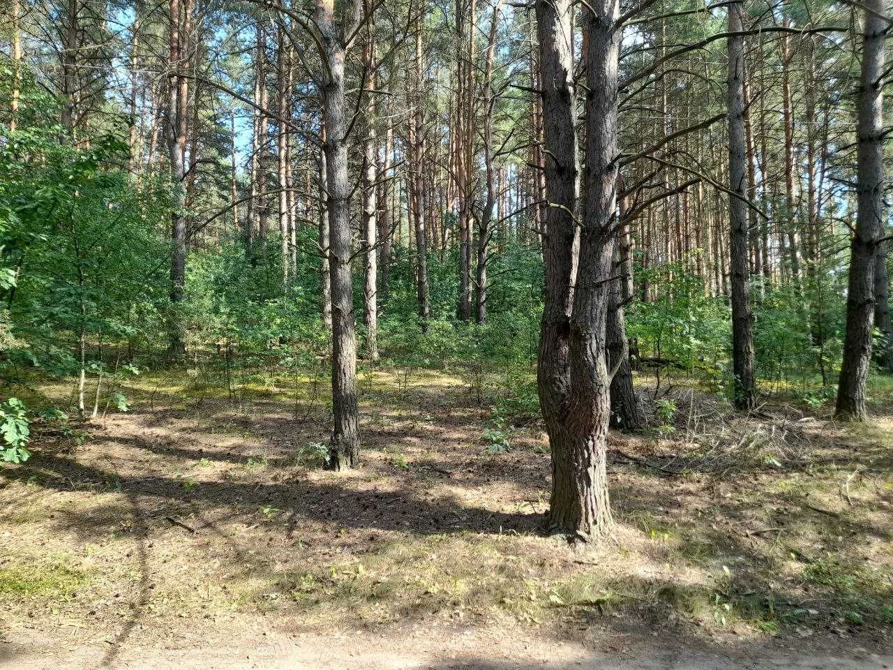 Ділянка для будинків під сдачу в оренду. Перша ділянка біля лісу