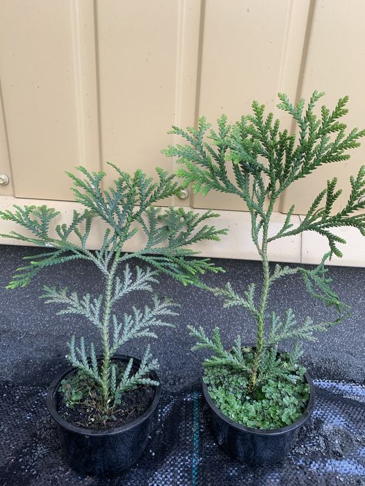 Сосна банкса,ялина голуба,ялиця бальзамічна,туя,хвойні рослини