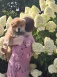 Chow chow.Suczka w wieku 4 miesiecy