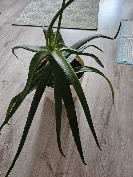 Aloes kwiat domowy duży