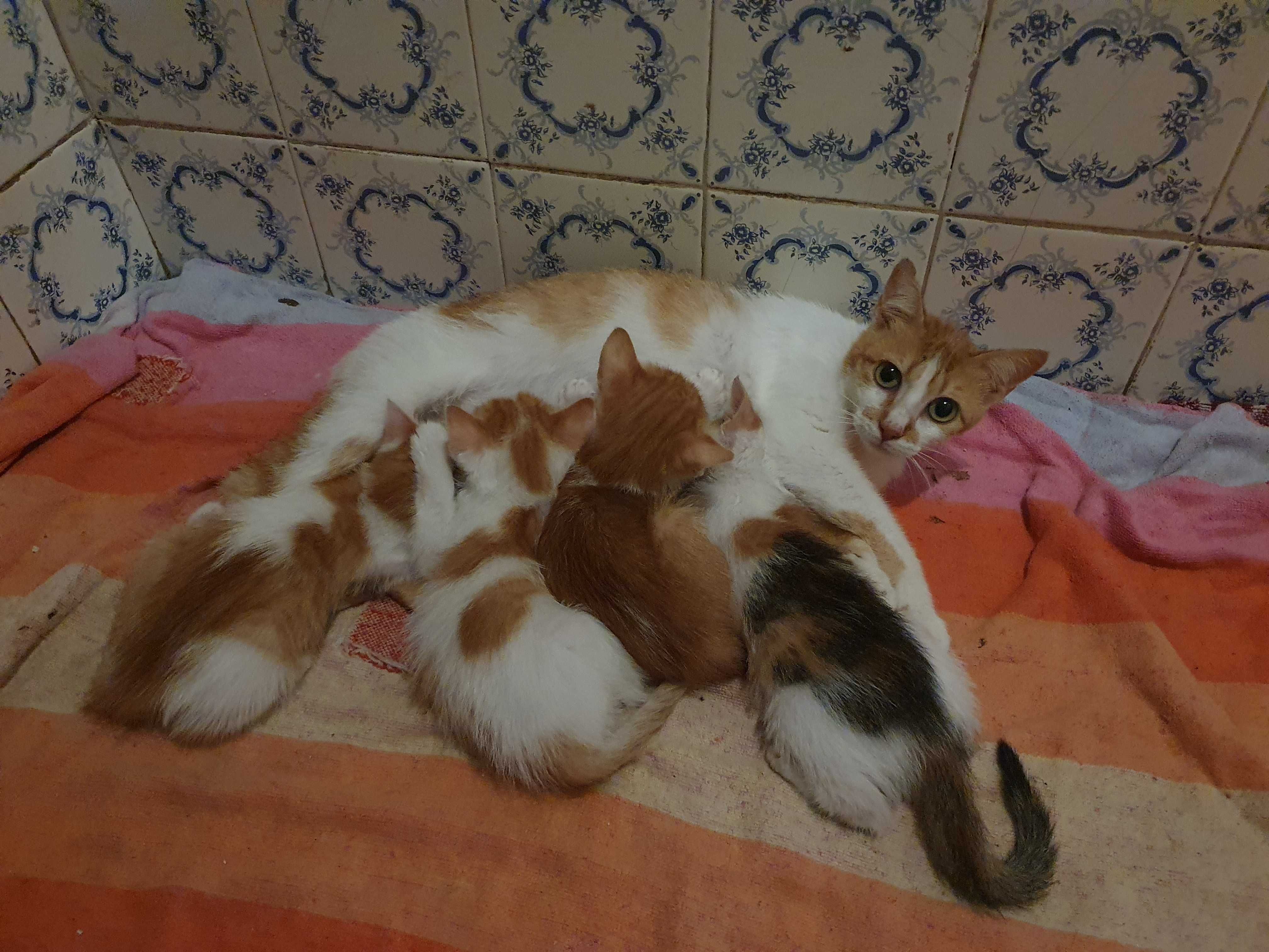 Gatinhos para adopção responsável