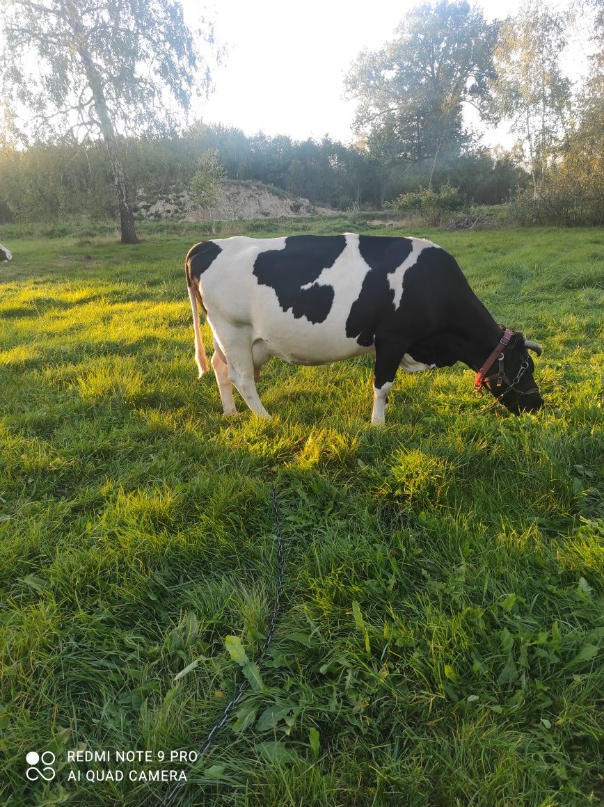 Sprzedam Mleko krowie