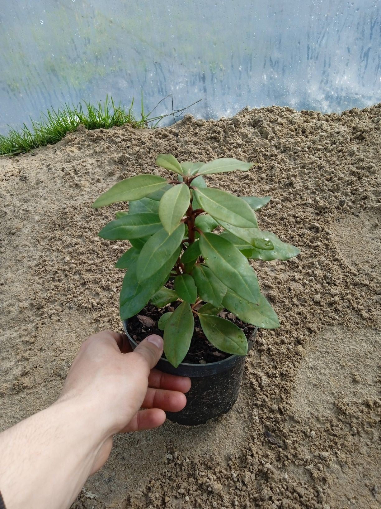 Рододендрон ! Червоний , фіолетовий , біло-рожевий , малиновий.