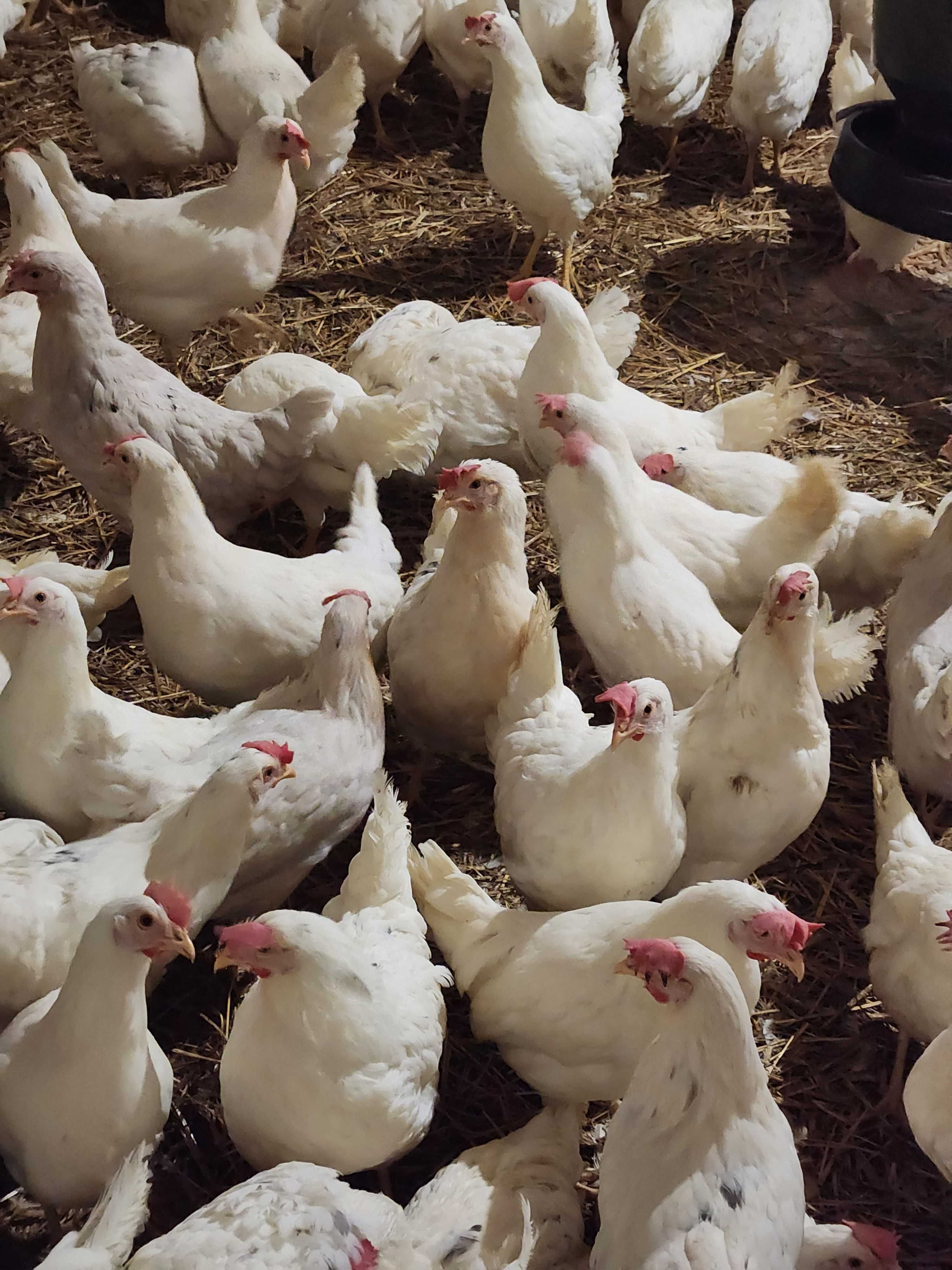 Kury nioski młode ROSA MESSA LEGHORN.Wszystkie rasy kurek z jajkiem!!