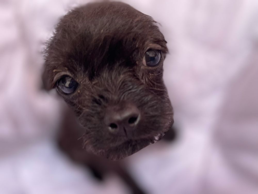 Suczka, szczeniak Mops chihuahua, malutka