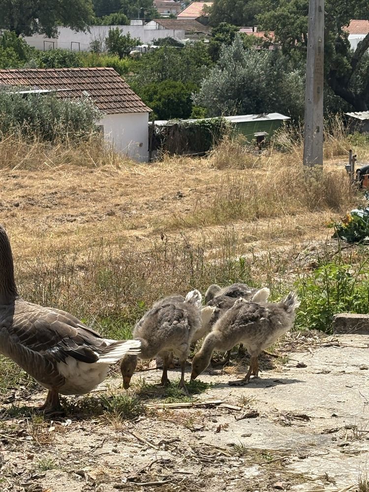 Gansos com cerca de 3 meses