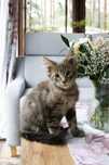Kotek Maine Coon - rodowód FPL