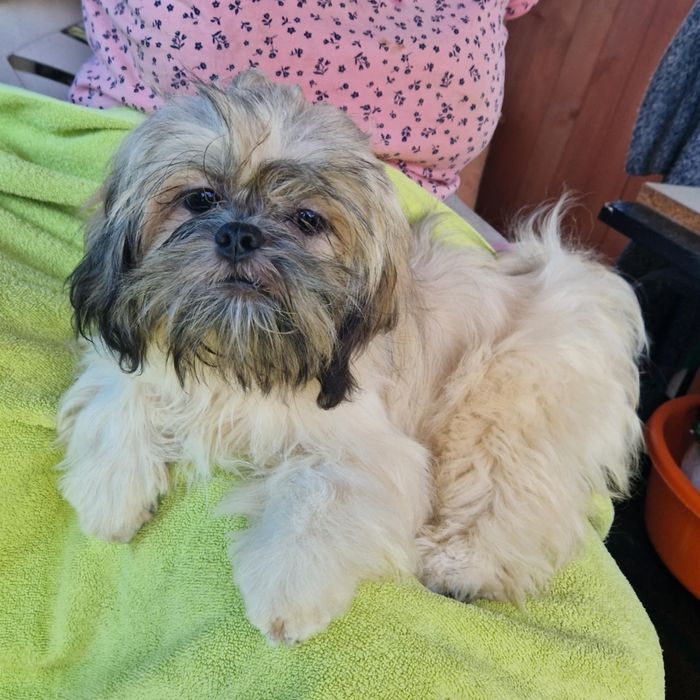 Lhasa apso piekne maluchy