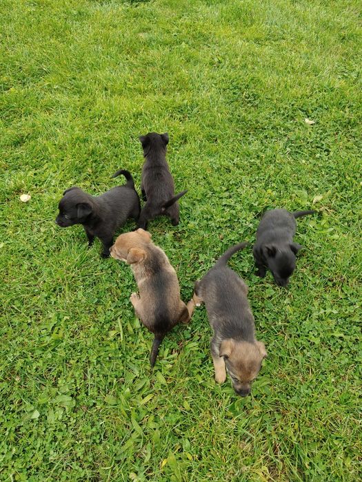 Oddam pieski w dobre ręce