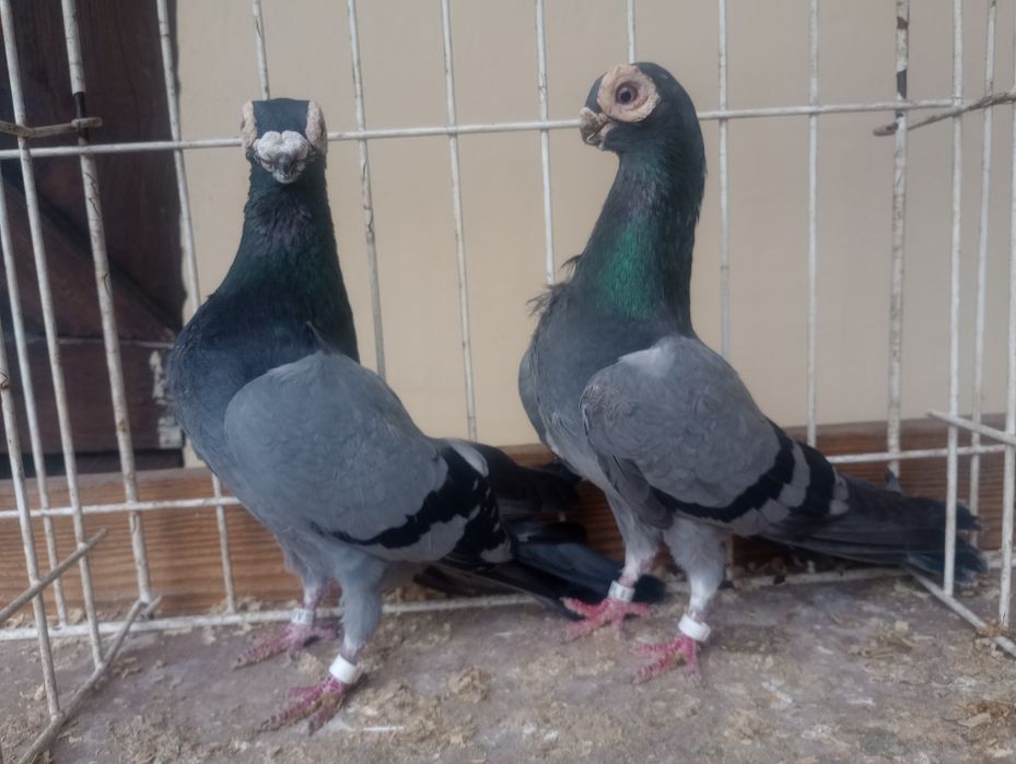 Brodawczaki polskie.