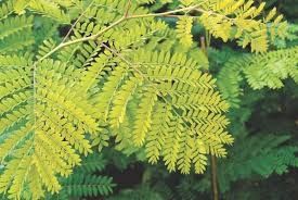 Гледичія насіння 2022 медонос