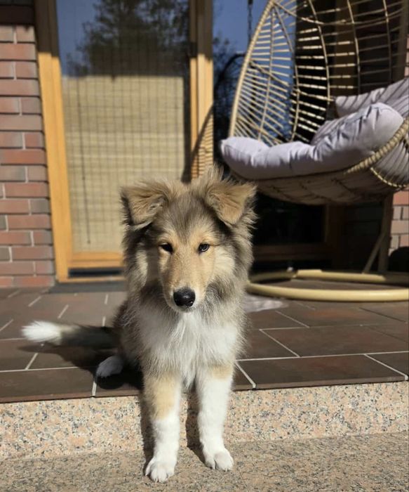 Owczarek Szkocki Długowlosy Collie FCI