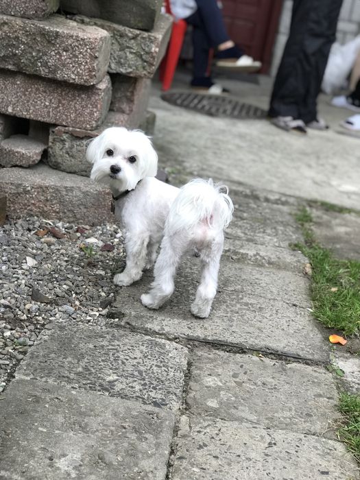 В’язка  МАЛЬТІЙСЬКА болонка