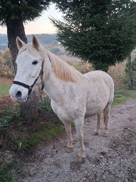 Vendo égua cruzada de Lusitano