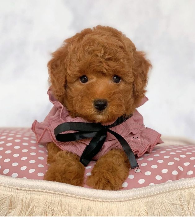 Дівчинка квіточка.  той пудель