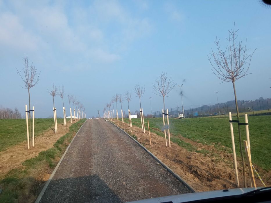 Brzoza brodawkowata,buk,grab,klon, lipa,dąb, jesion wyniosły,sosna