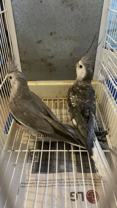 3 casais de caturras e um macho