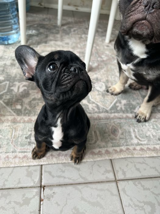 Французкий бульдог