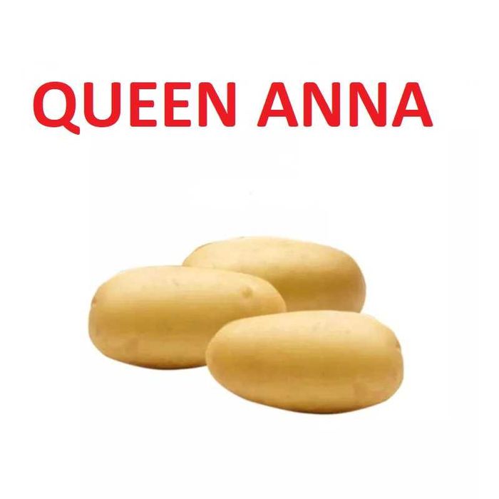 Ziemniaki jadalne Queen Anna