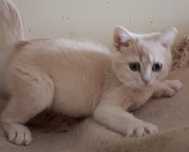 British Shorthair creme Macho