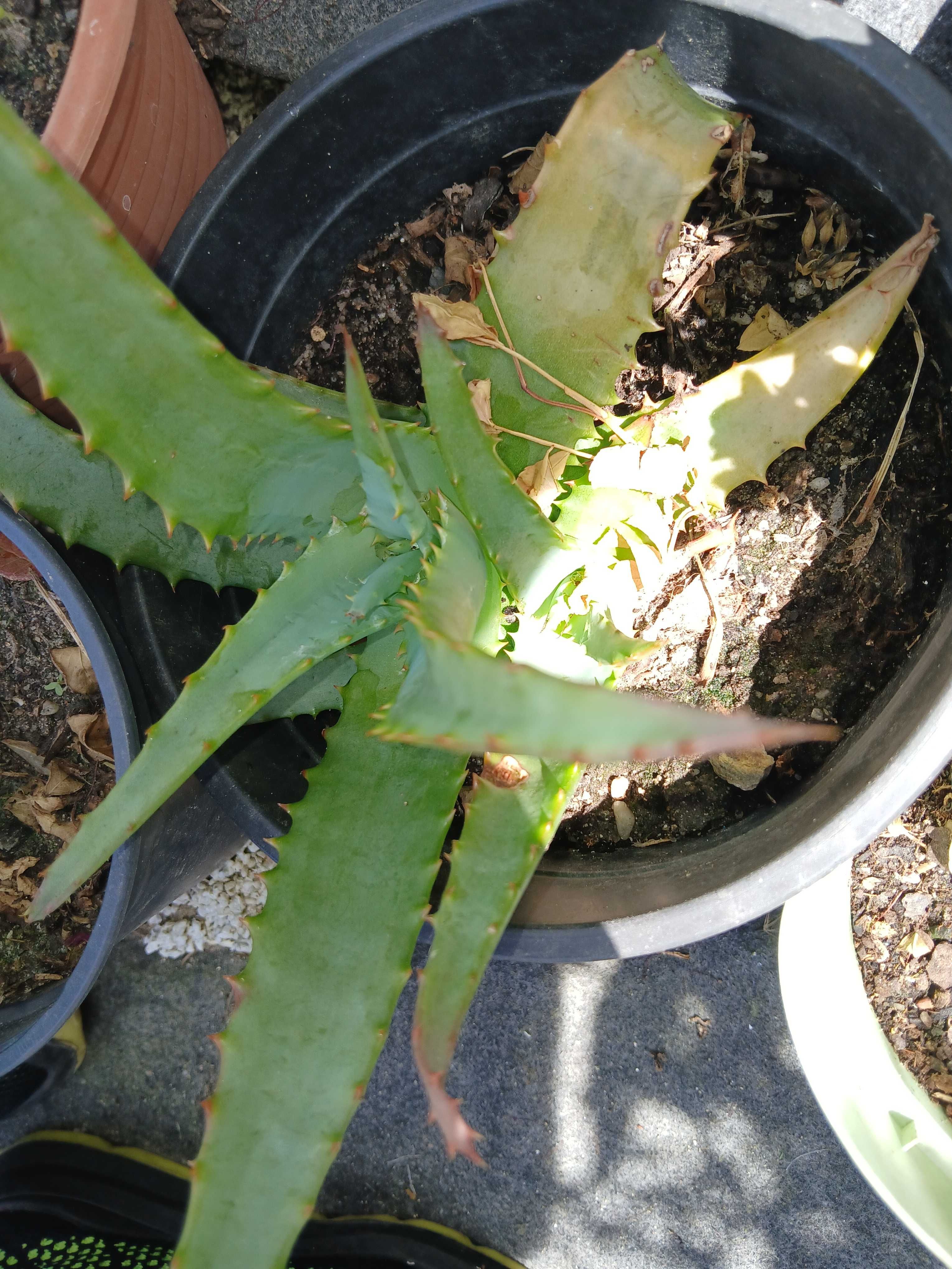 Aloe Vera, muito bem tratadas