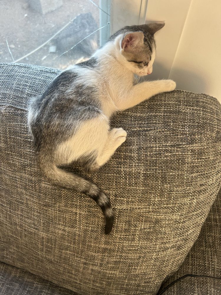 Gatinhos pra adoçao