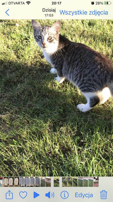 Słodka kotka śliczna