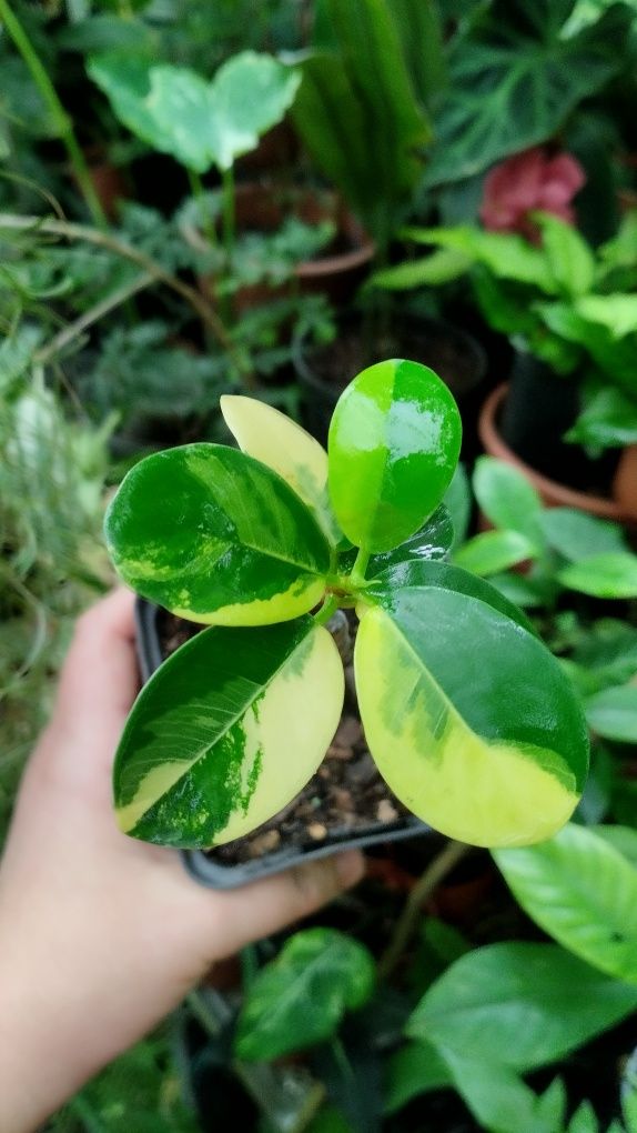 Фікус ficus formosa variegata