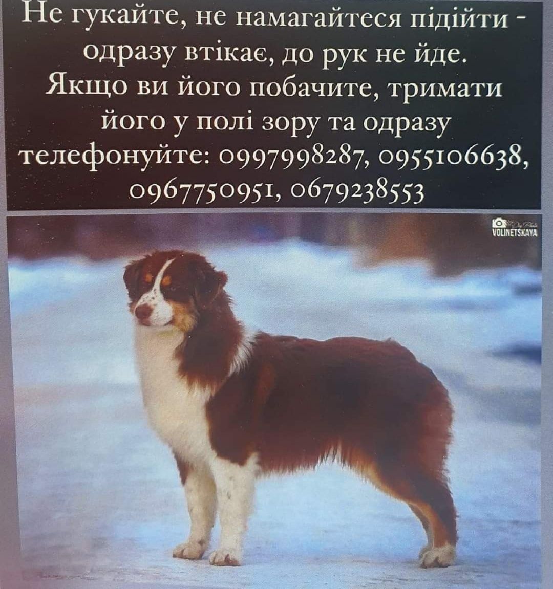 Пропала собака Запорожье