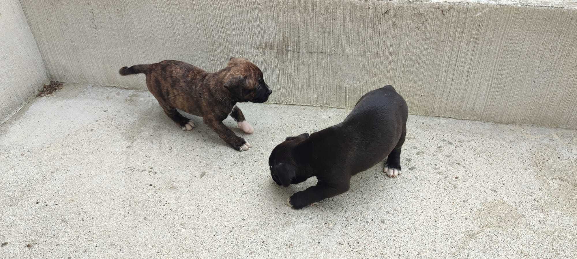 Szczeniaki Tata Bokser Mama Mieszaniec Labrador i coś