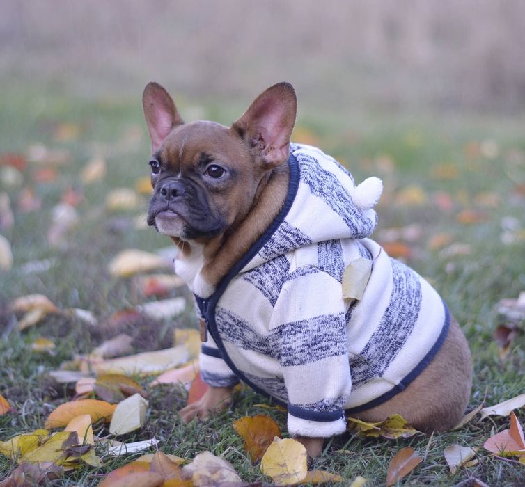 Хлопчик вогняно рудий