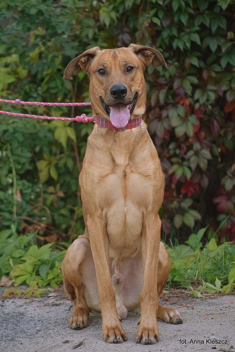 Fifi roczny psiak w typie Rhodesian Ridgeback