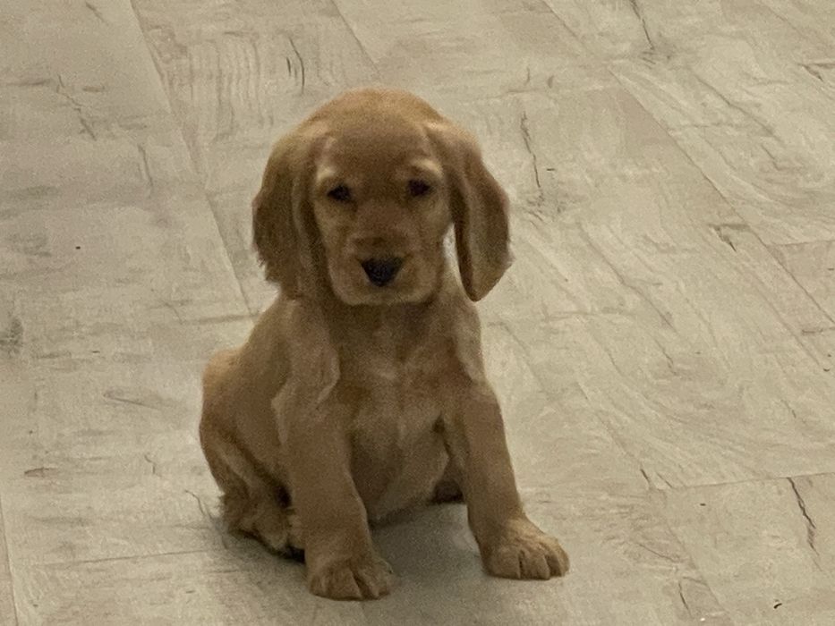 Cocker spaniele szczeniaki