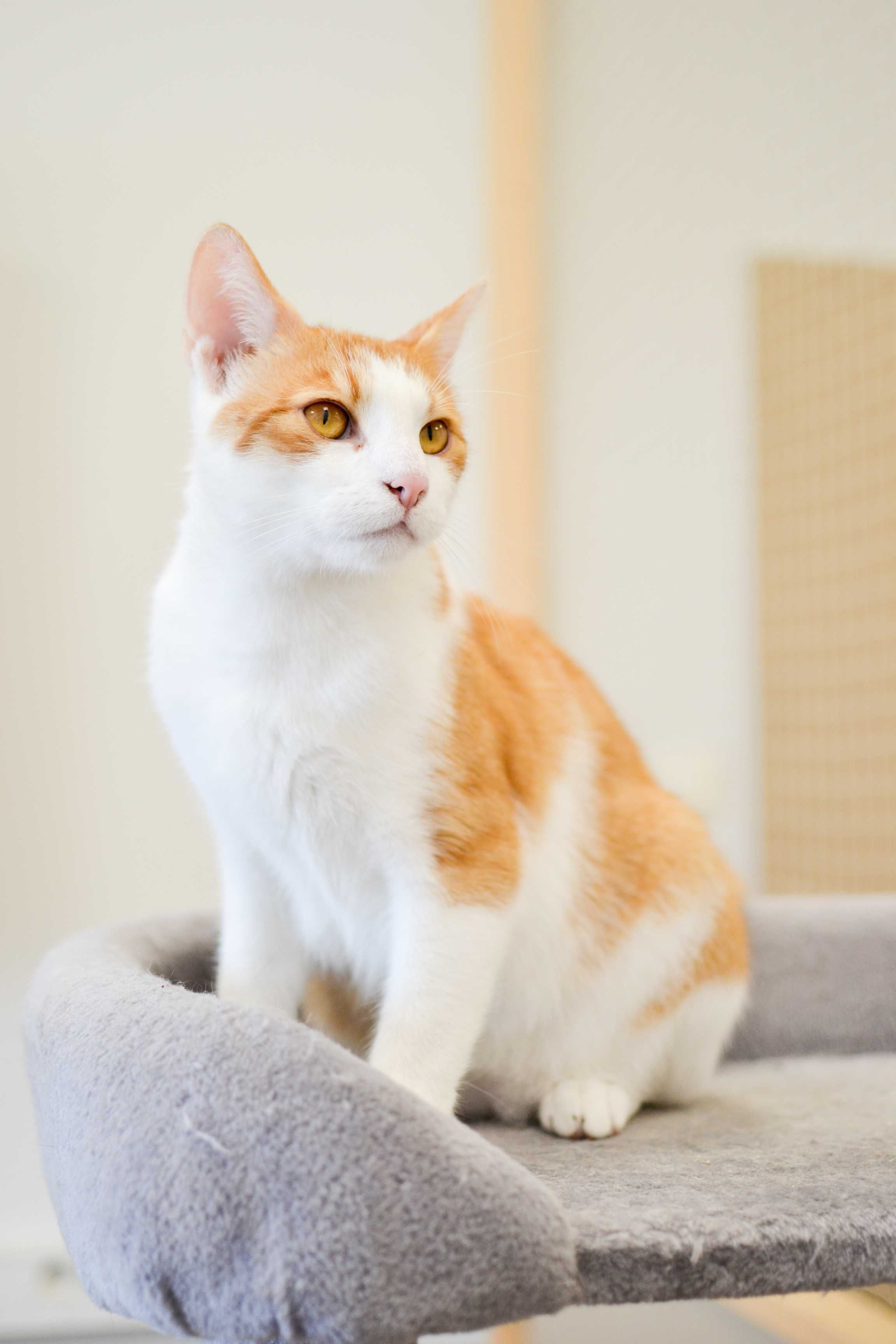 Miguś - 2 letni, biało-rudy kot do adopcji!