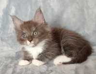 Kotka Maine coon