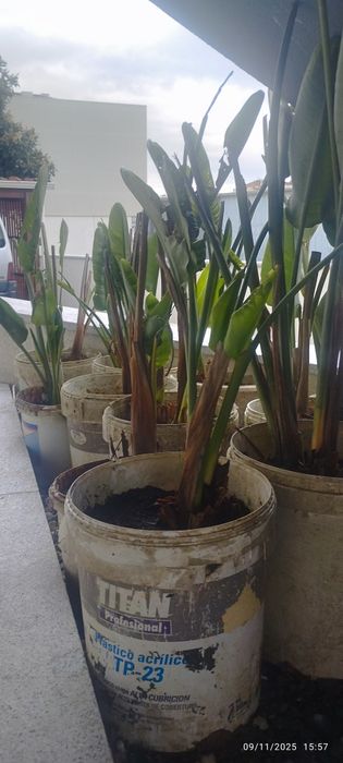 Palmeira marcuzan mais estrelicias