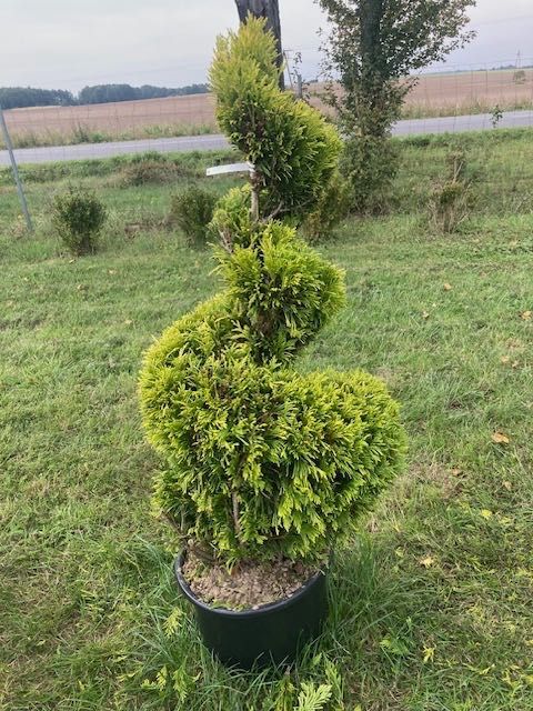 Spirala - żółta thuja
