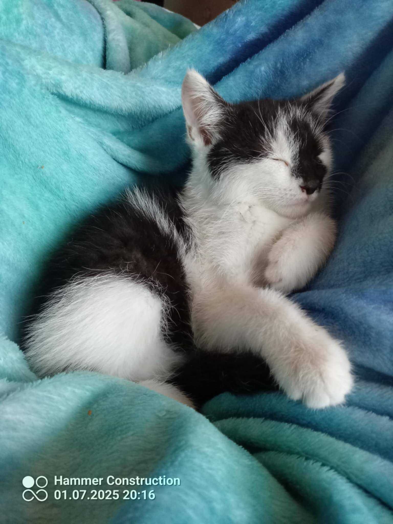 cudne pregowane i inne maluchy do adopcji