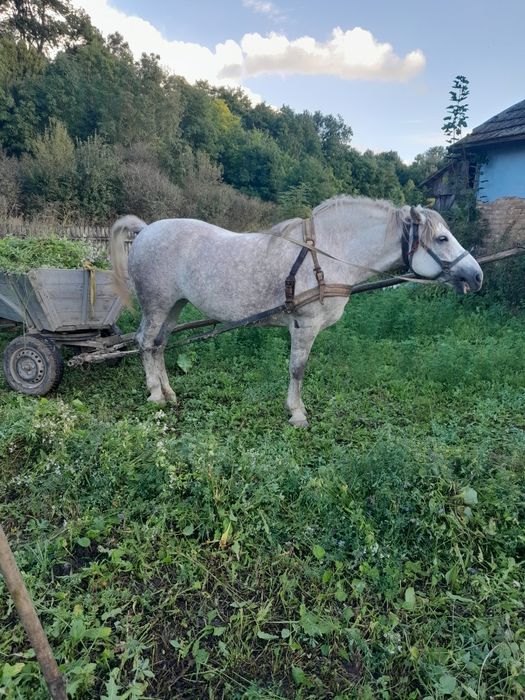 Продам кобилу, 6 років