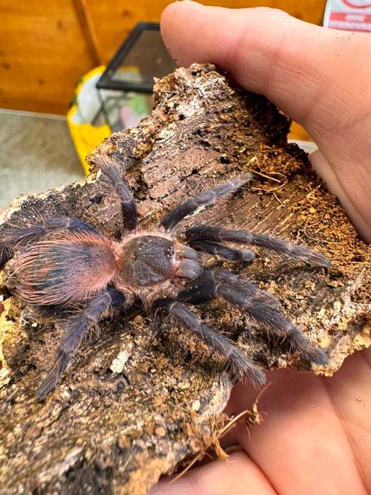 Lasiocyano sazimai L5