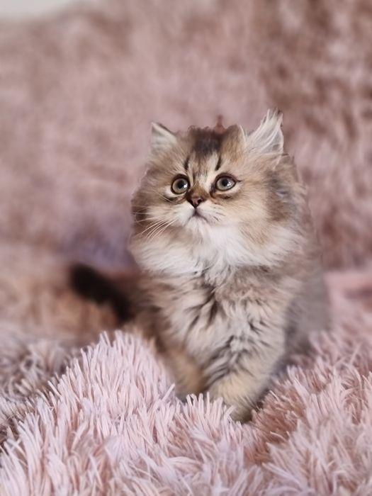 Kotka dziewczynka brytyjczyk