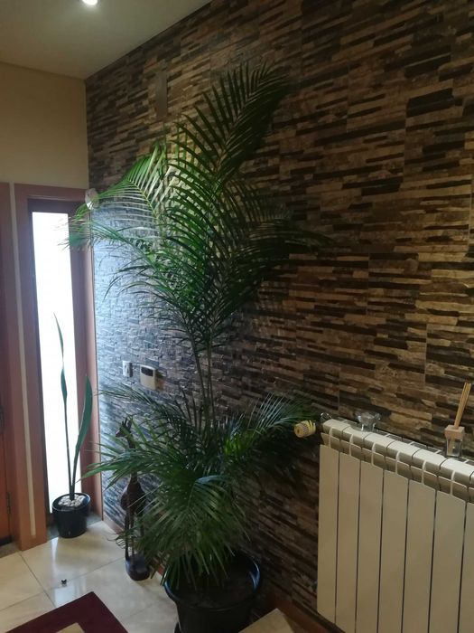 Aloe Vera -   Yuca - Palmeira de interior e exterior