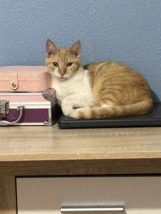 Gata para adoção