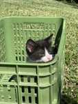 Gatinhos para adoção