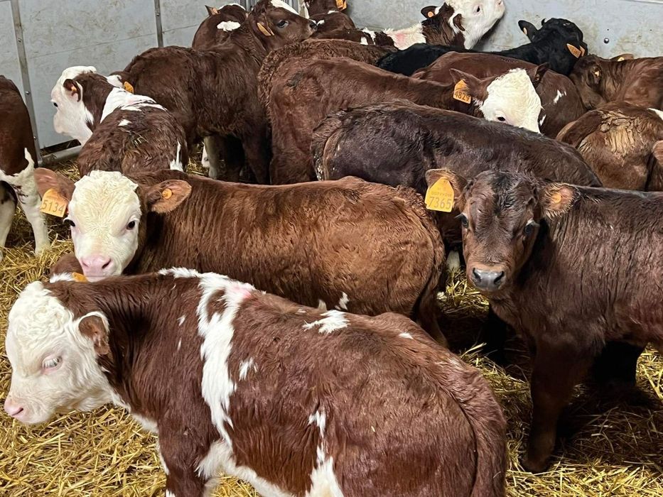 Sprzedam cielaki mięsne