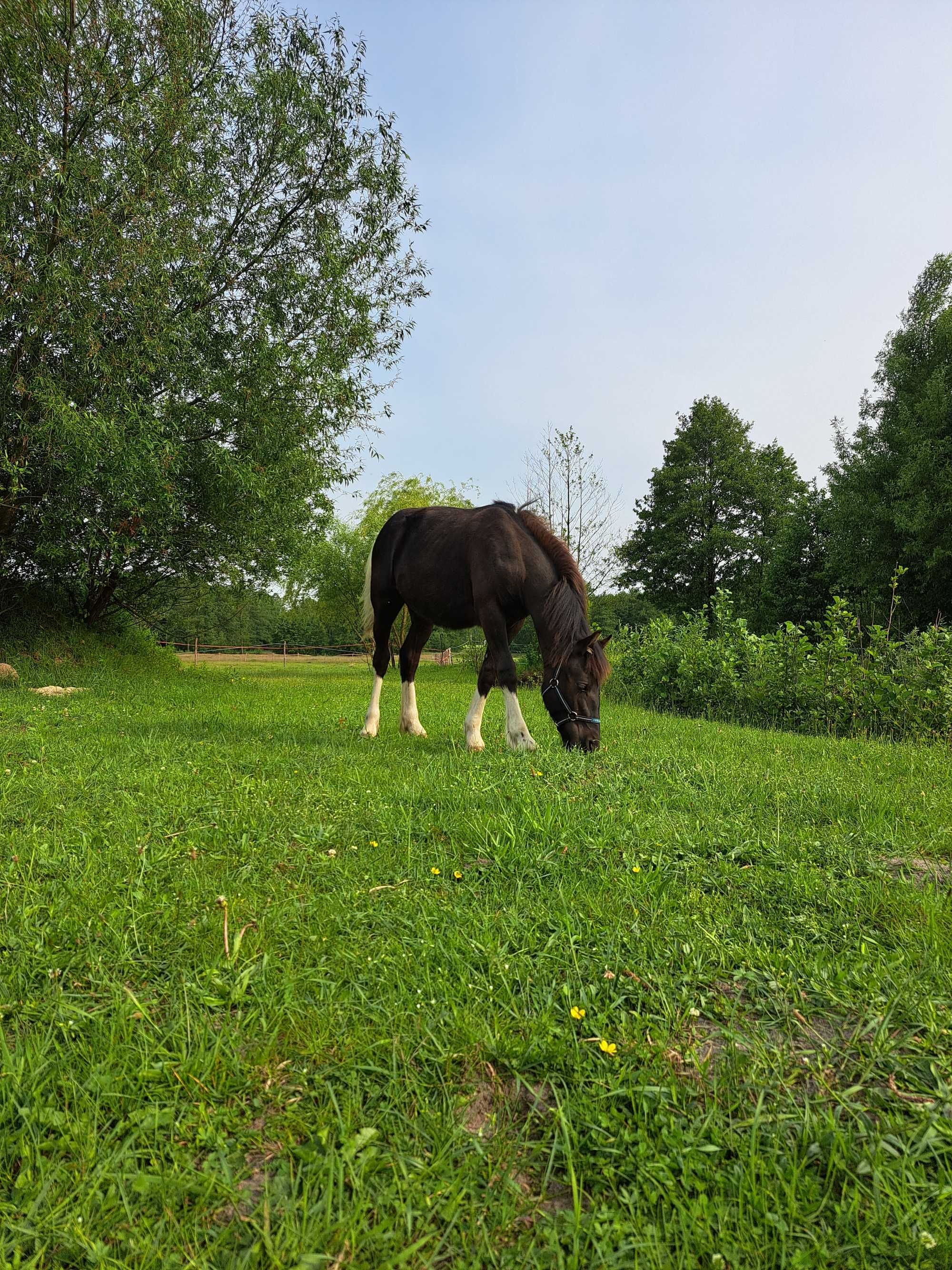 Sprzedam ogierka