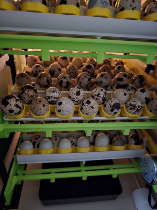 40 texas 40 faraon brojlery i 20 celadon jaja przepiórcze lęgowe