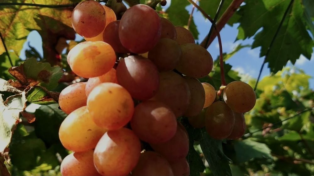 Черенки неукрывного винограда Эльдорадо.
