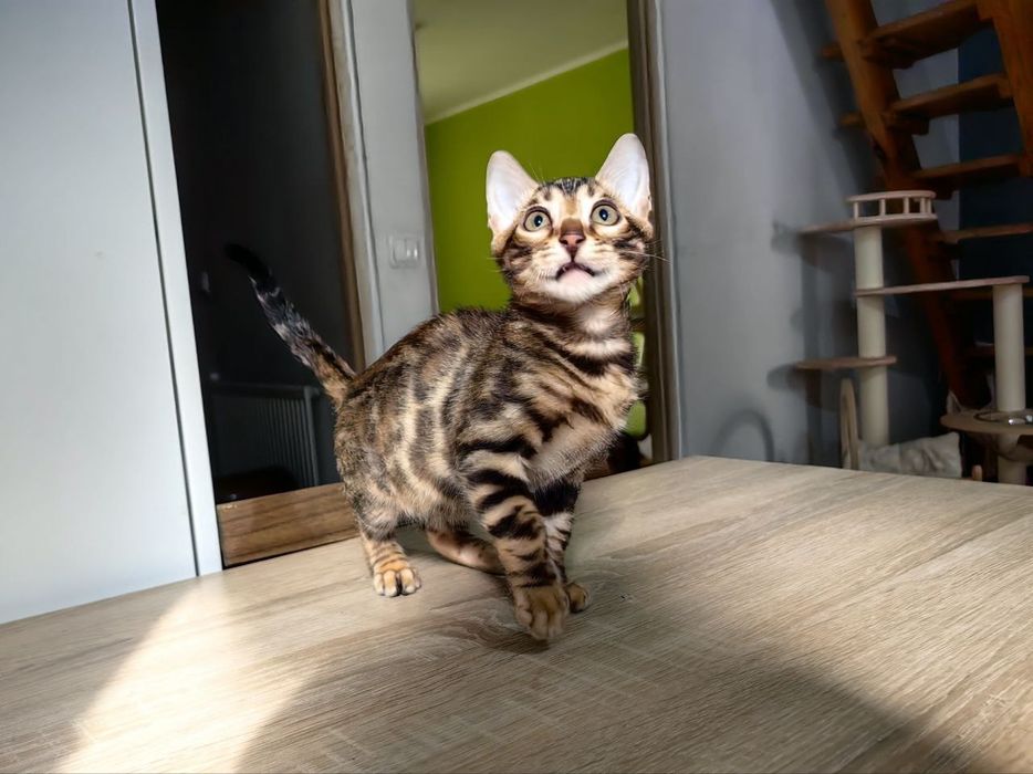 Kotek bengalski samiec